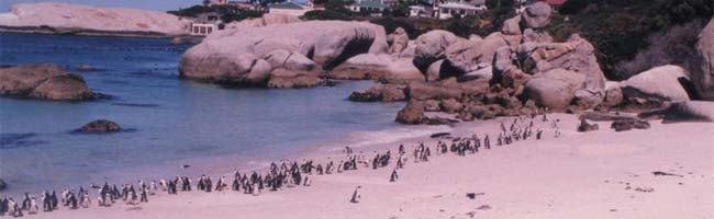 समुद्रतट पर पेंगुइन पक्षियों की बस्ती